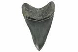 , Fossil Megalodon Tooth - Georgia #338747-1